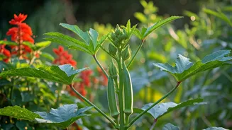 Pre-Monsoon Gardens Look Better With Bhindi Plants