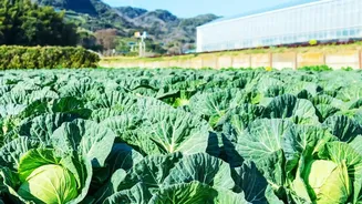 Ladakh's Flower Fields Could Become A New Model For Cold-Region Farming
