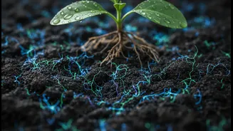 Soil Bacteria Could Support Stressed Crops Better