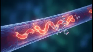 Exercise And Weight-Loss Medication Research Brings Blood Vessels, Inflammation And Weight Maintenance Into The Spotlight