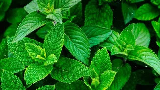 Balcony Herb Gardening During Rains: Grow Basil, Mint, And Lemongrass In Compact