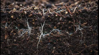 Crop Resilience Starts Below The Surface