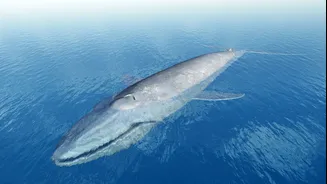 Veja 3 curiosidades  sobre o maior animal do mundo