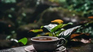 Tier 2 city remote professionals select Coorg coffee estates for off season workations