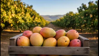 How readers can plan a food-and-farm travel story around regional mango diversity with Mango Festivals