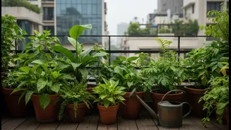 Bengaluru Balcony Gardeners and First-Time Plant Parents Need Context before Trusting Bengaluru's Rain-Fed Planting Window
