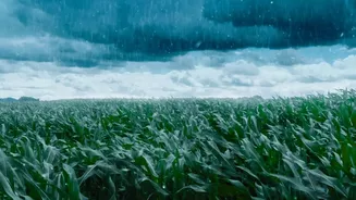 India's Weaker Monsoon: The Food Price Chain Explained