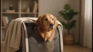 Flights With Pets Need Calm Training Before The Airport Day Arrives