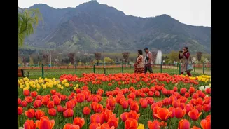 Tulip Bloom Brings Over 3 Lakh Visitors To Kashmir, Signalling Tourism Revival