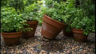 Give Rain-Soaked Pots Breathing Space Before Fungal Problems Take Hold