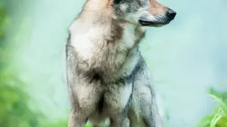 Europe's Growing Wolf Population Creates Both Tourism and Coexistence Questions