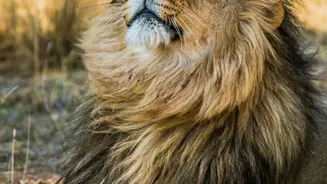 Asiatic Lions Return To Barda After More Than A Century Away From The Sanctuary