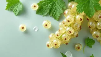 White currant: A rare berry with huge health benefits