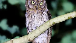 India’s First Urban Night Safari Will Let Visitors Observe Nocturnal Animals Safely