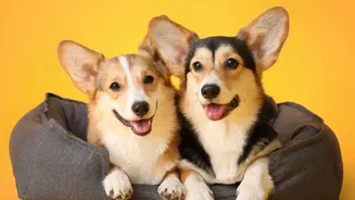 Jaipur's New Mega Pet Carnival Puts Registration, Vaccination Support and Adoption Services on One Checklist