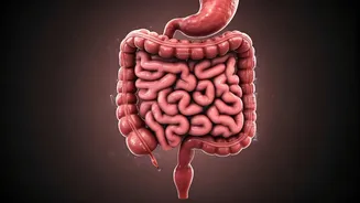 AI Unlocks Gut Health Secrets: Diet and Timing Matter!