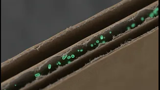 The Food-Safety Risk Sitting In The Fold Of A Cardboard Box
