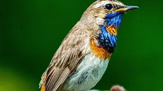 AI Finds Habitat-Linked Differences in the Way Songbirds Build Songs