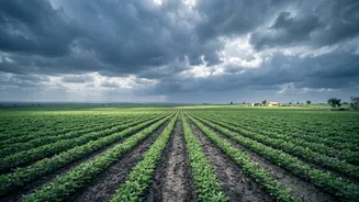 How Monsoon Conditions Could Shape Vegetable And Pulse Prices This September