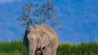 Wildlife success hits habitat crisis