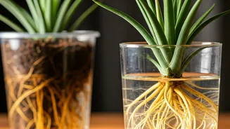 Waterlogged Roots Are Not Cute, Plant Parents