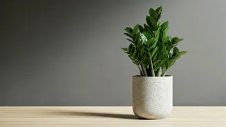 Low Maintenance ZZ Plants Trend As Standard Renter Housewarming Gifts