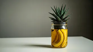 Supercharge Houseplant Nutrition Systems Spreading Banana Peel Water Protection