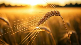 Baisakhi 2026: 60 Heartfelt Wishes & Messages for a Joyful Celebration