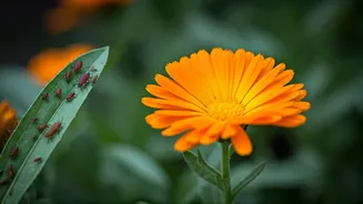 Do Marigolds Truly Deter Garden Pests? Gardeners and Experts Weigh In