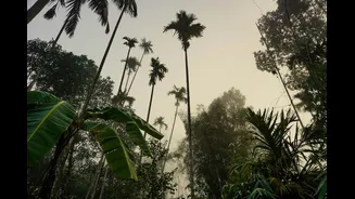 Yellow Alert Issued in Kerala as Rains Intensify Due to Cyclonic Circulations