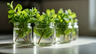 Propagate Fresh Mint Sprigs Easily Inside Simple Kitchen Water Jars