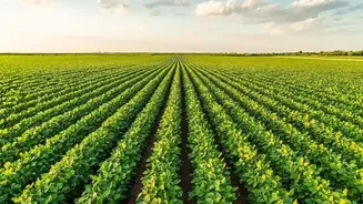 Why Rainfall Distribution Matters For India's Food Production