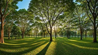 Baiyappanahalli's New Green Oasis: A 65-Acre Tree Park