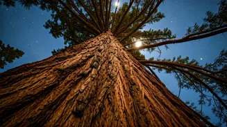 Moon Trees: Their Journey, Then & Now