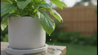 Check Cachepots For Hidden Water After Every Storm