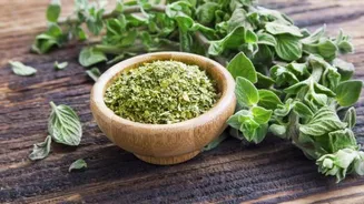 Grow your own oregano, here's how