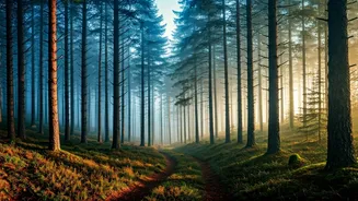 Discover North East India's Serene Hill Stations: Your Ultimate Summer Escape
