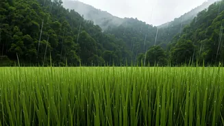Lush Escapes: Experience Magic Of Kerala Rain Season Cheaply