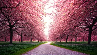 World's Best Cherry Blossom Hotspots: A Symphony of Spring Blooms