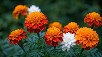 These Flowers Absolutely Love The Rain