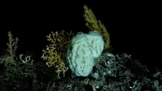 Como as esponjas marinhas sobrevivem às águas escuras do oceano profundo?