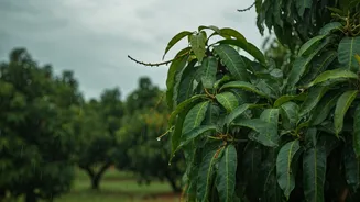 Unseasonal Rain's Impact: India's Mango Harvest Under Threat