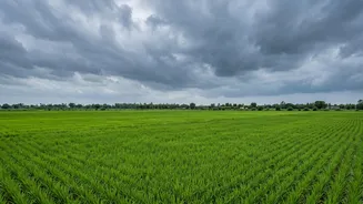 India's Kharif Harvest And September Rain: What A Drier Month Could Change