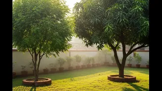 Best Trees To Plant In Front Of House As Per Vastu Shastra For Positive Energy