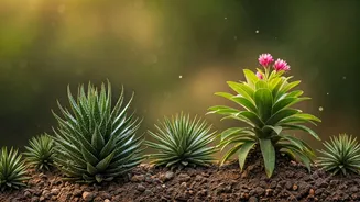 Generations of Winter Plants: India's Enduring Legacy