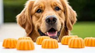 Help Energetic Canines Chill Out Using Frozen Pumpkin Treats