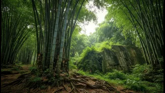 Why Bamboo Replanting Works Better Than Concrete Retaining Walls In High-Rainfall Mizoram Zones