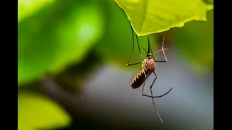Monsoon Diseases Surge in India: Key Infections to Watch
