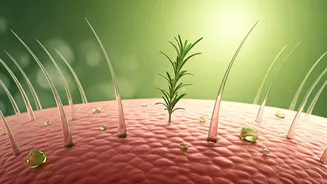 Unlock Fuller Hair: The Science Behind Microneedling & Rosemary Oil for Hair Regrowth