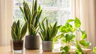 Strengthen your plants using these simple hacks